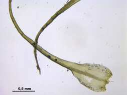 Image of dicranoweisia moss