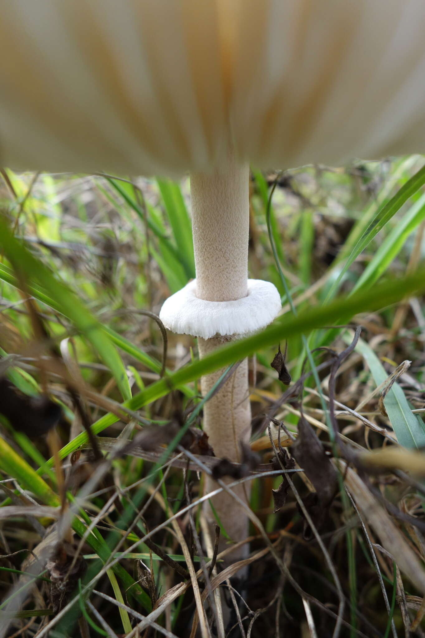 Macrolepiota mastoidea (Fr.) Singer 1951 resmi