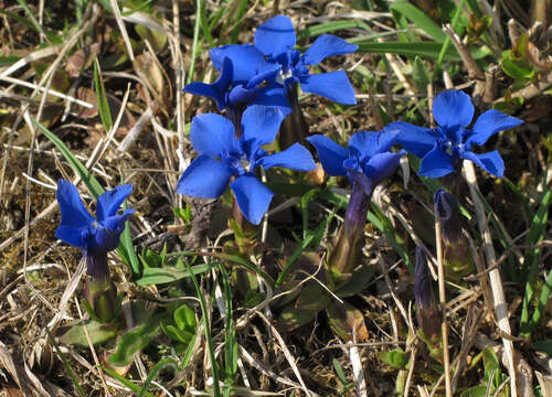 Image of spring gentian