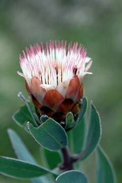 Image of Lip-flower protea