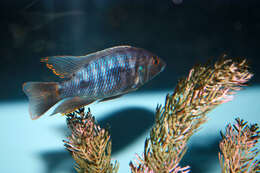 Image of Cichlid