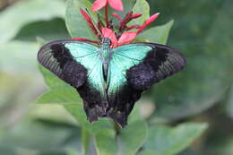 Image of Papilio lorquinianus Felder & Felder 1865