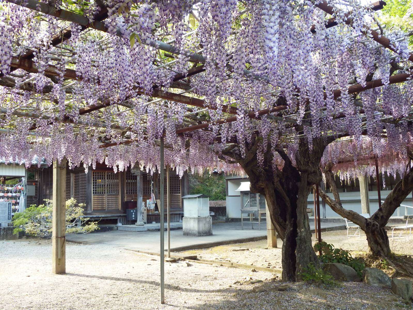 Plancia ëd Wisteria floribunda (Willd.) DC.