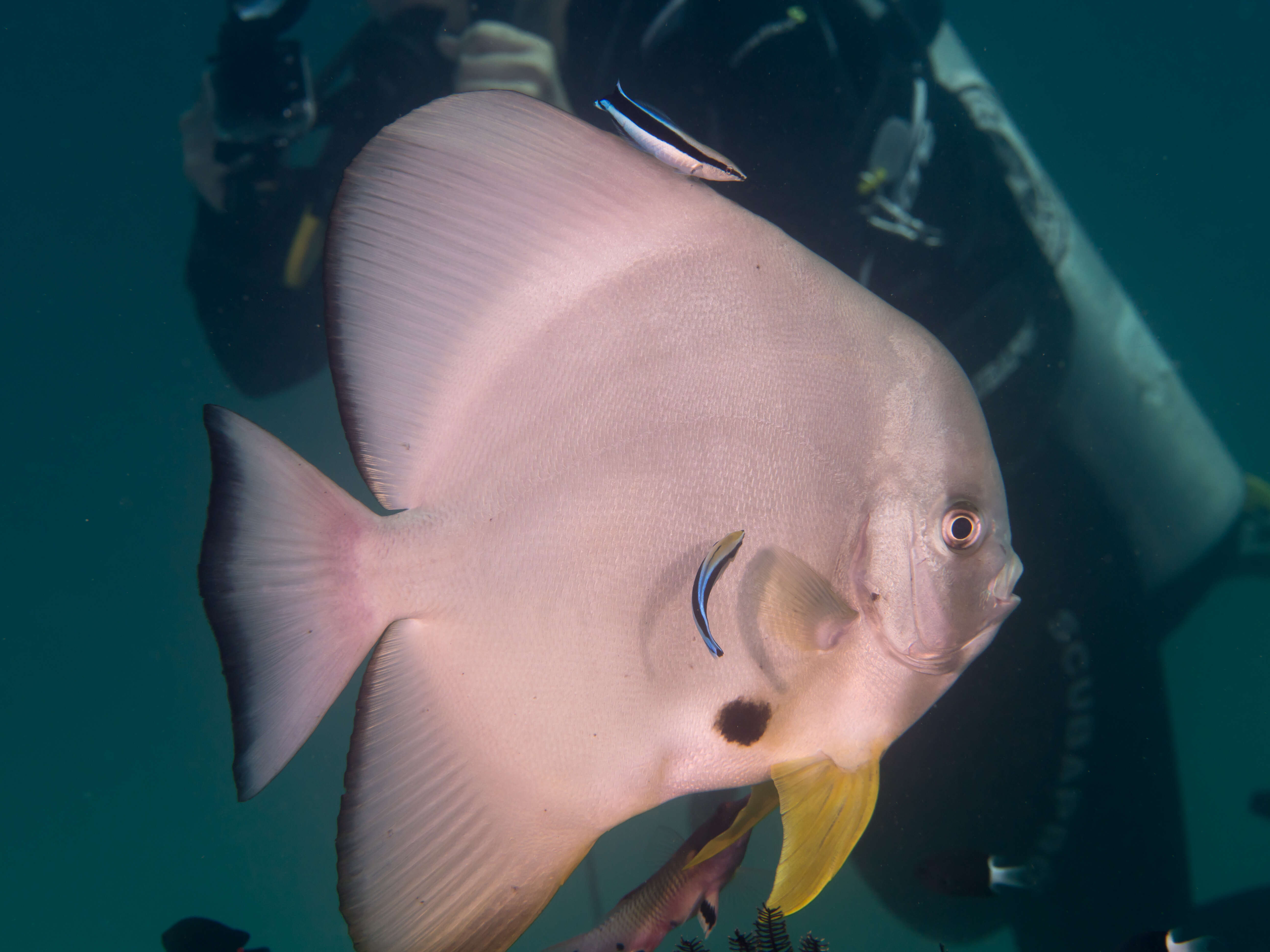 Image of Blunthead batfish