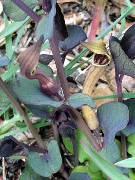 Image of Spanish Birthwort