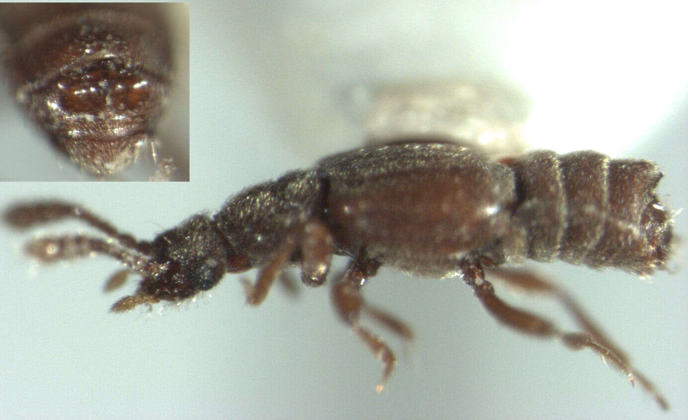 Image of Euplectus