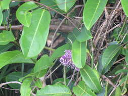 Sivun Passiflora laurifolia L. kuva