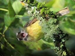 Image of Golden-crowned Flycatcher