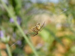 Image of Mangora acalypha (Walckenaer 1802)