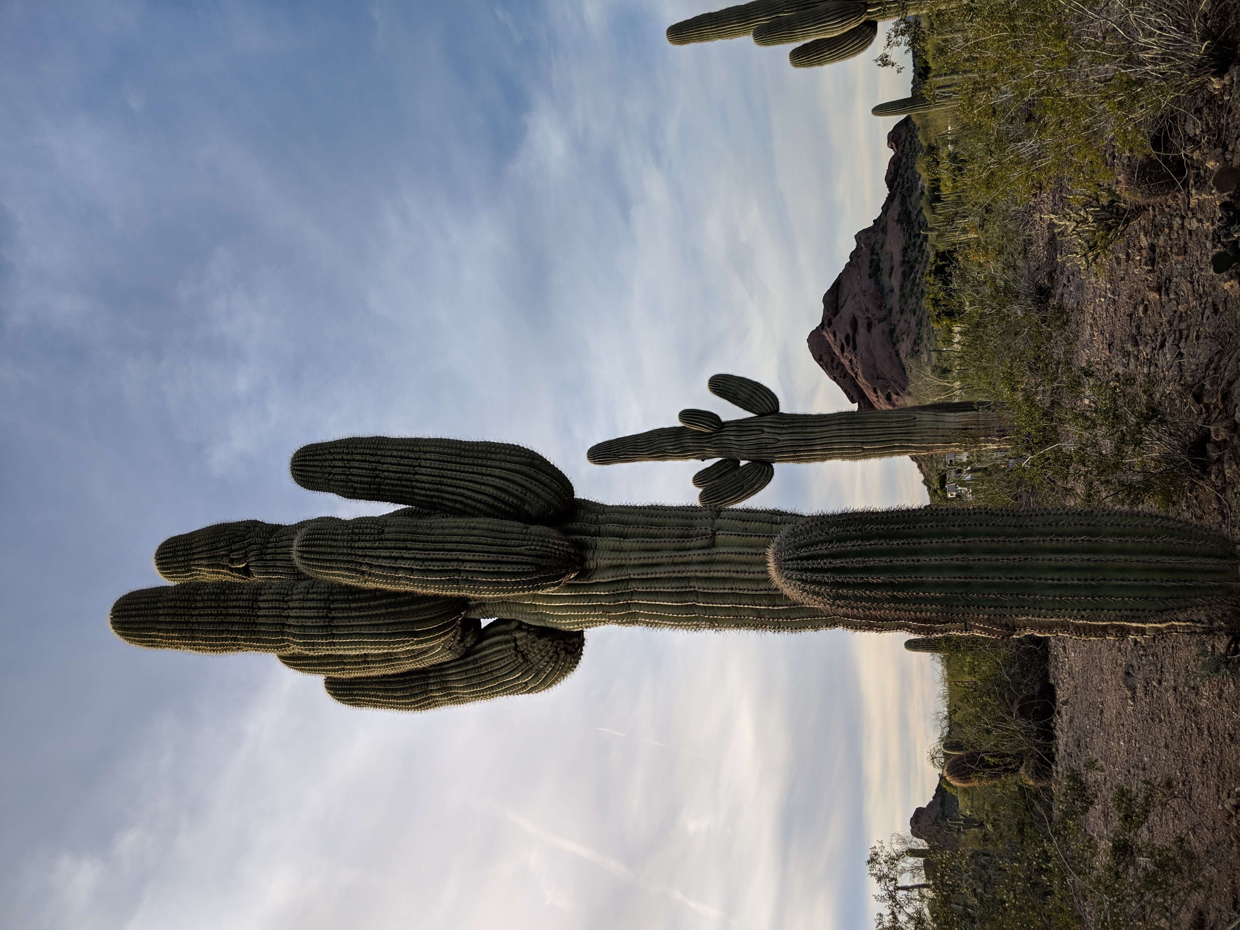 Image of saguaro