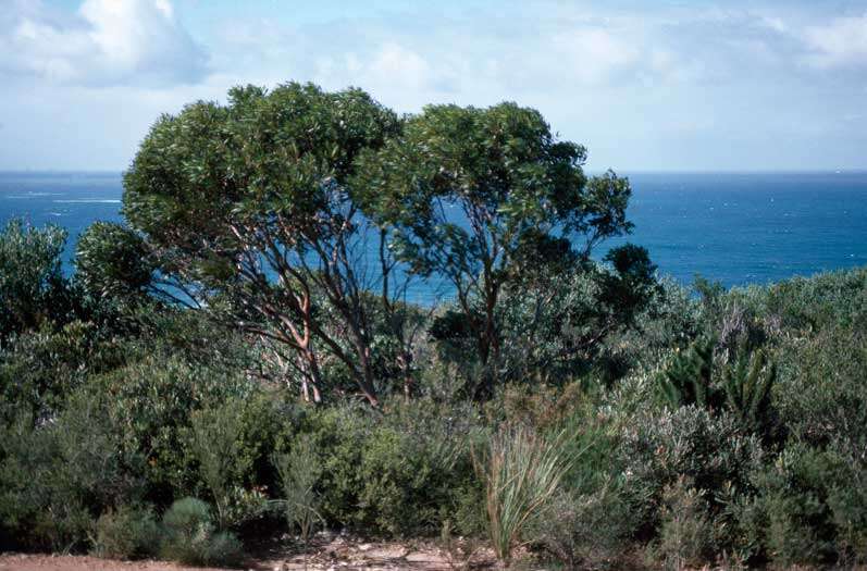 Imagem de Eucalyptus burdettiana Blakely & Steedm.