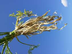 Image of Fine-leaved Water-dropwort