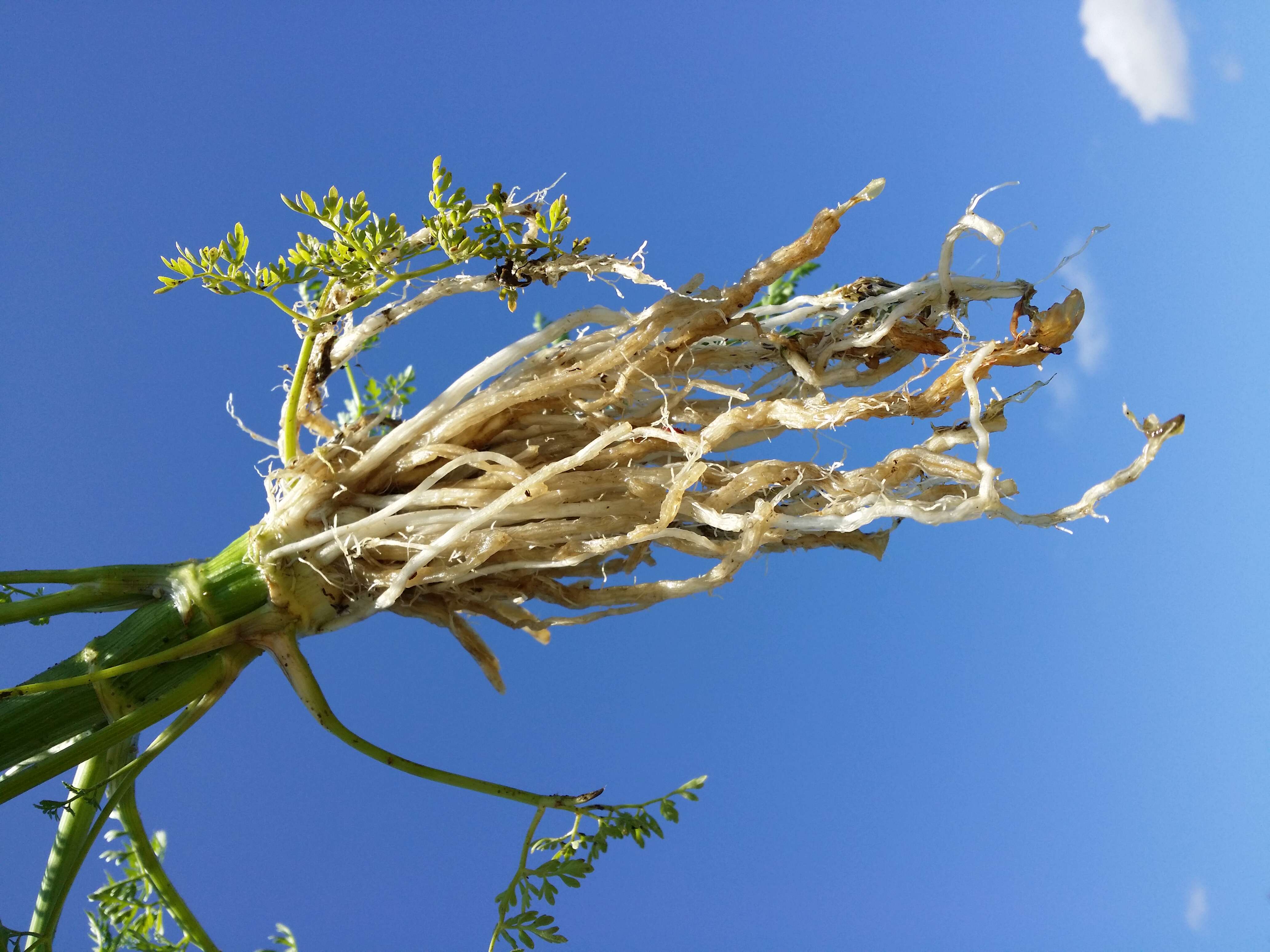 Image of Fine-leaved Water-dropwort