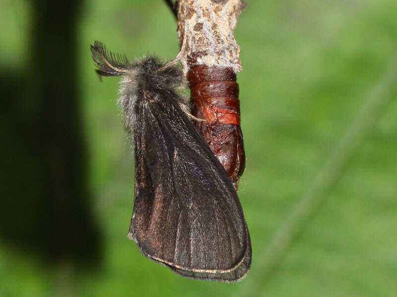 Canephora hirsuta resmi