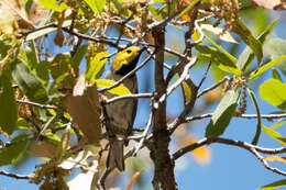 Image of Hermit Warbler