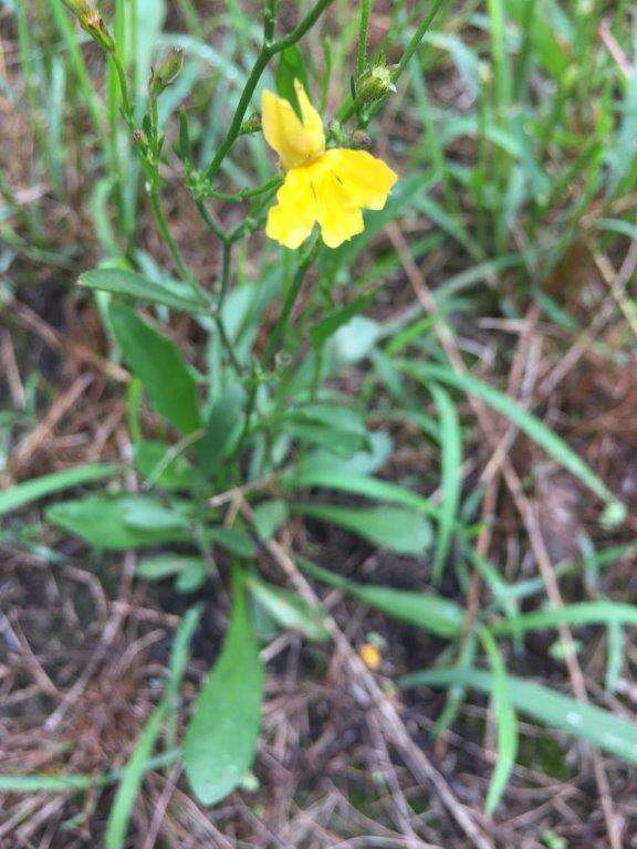 Слика од Goodenia stelligera R. Br.