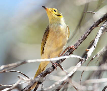 Image of Yellow-tinted Honeyeater