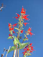 Imagem de Salvia coccinea Buc'hoz ex Etl.