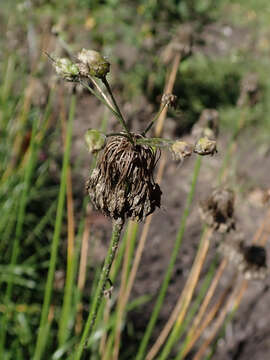 Image of Lady's leek