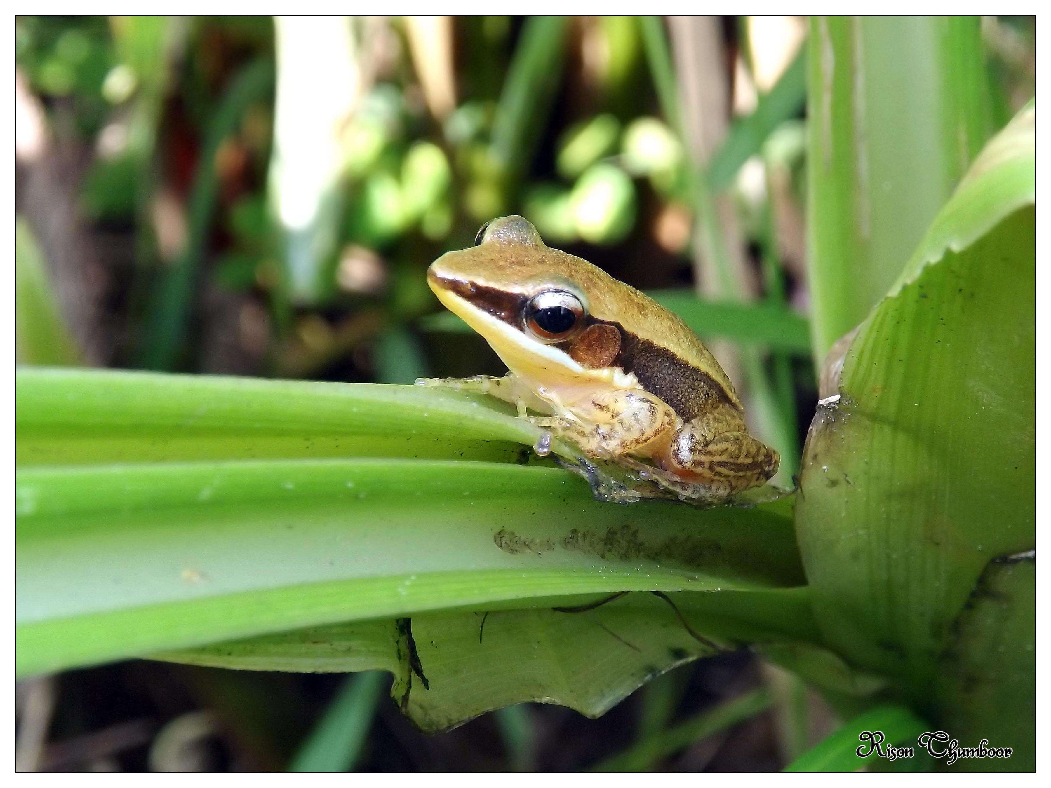 Image of Trivandrum frog