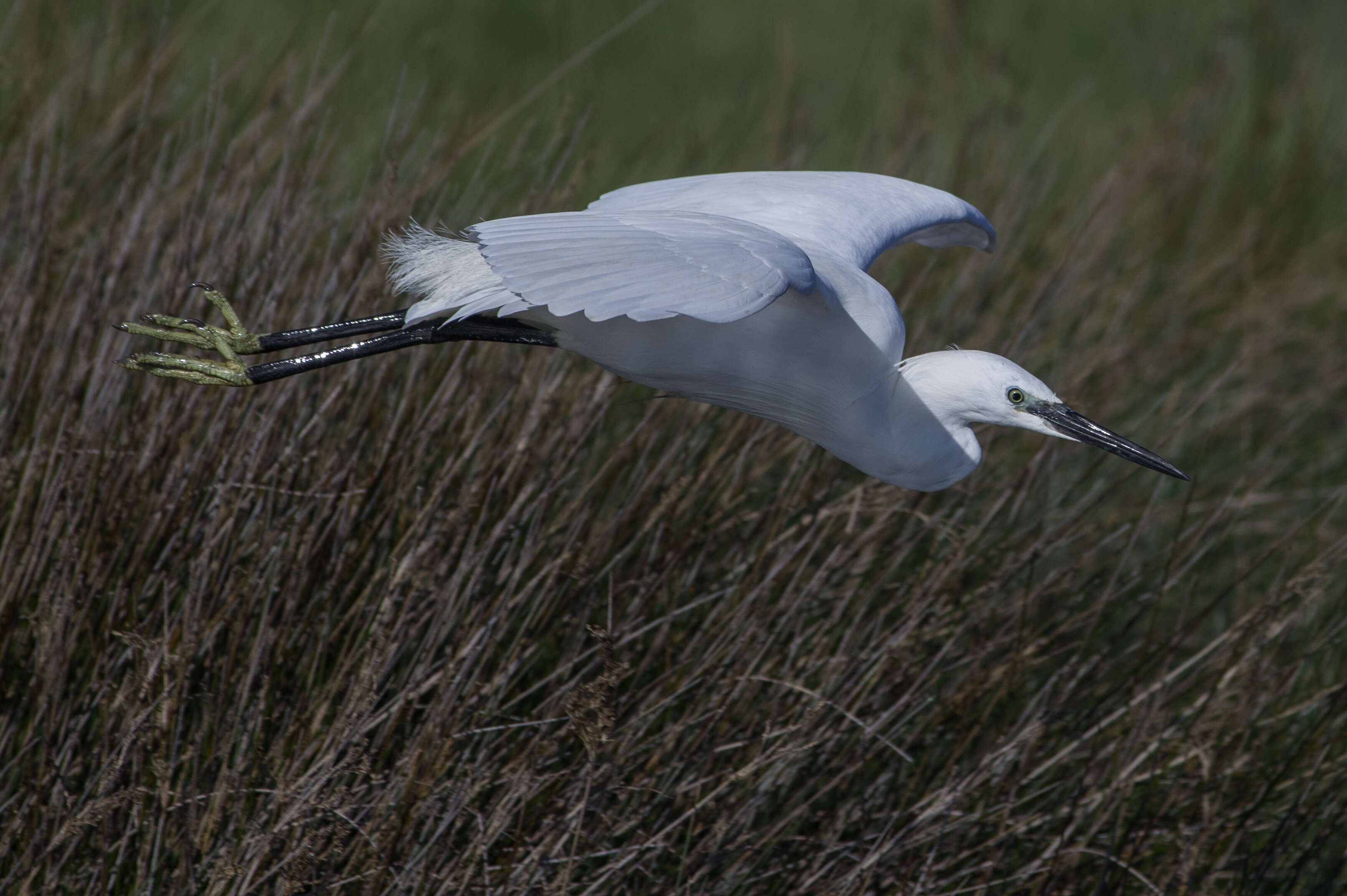 Image of Little Egret