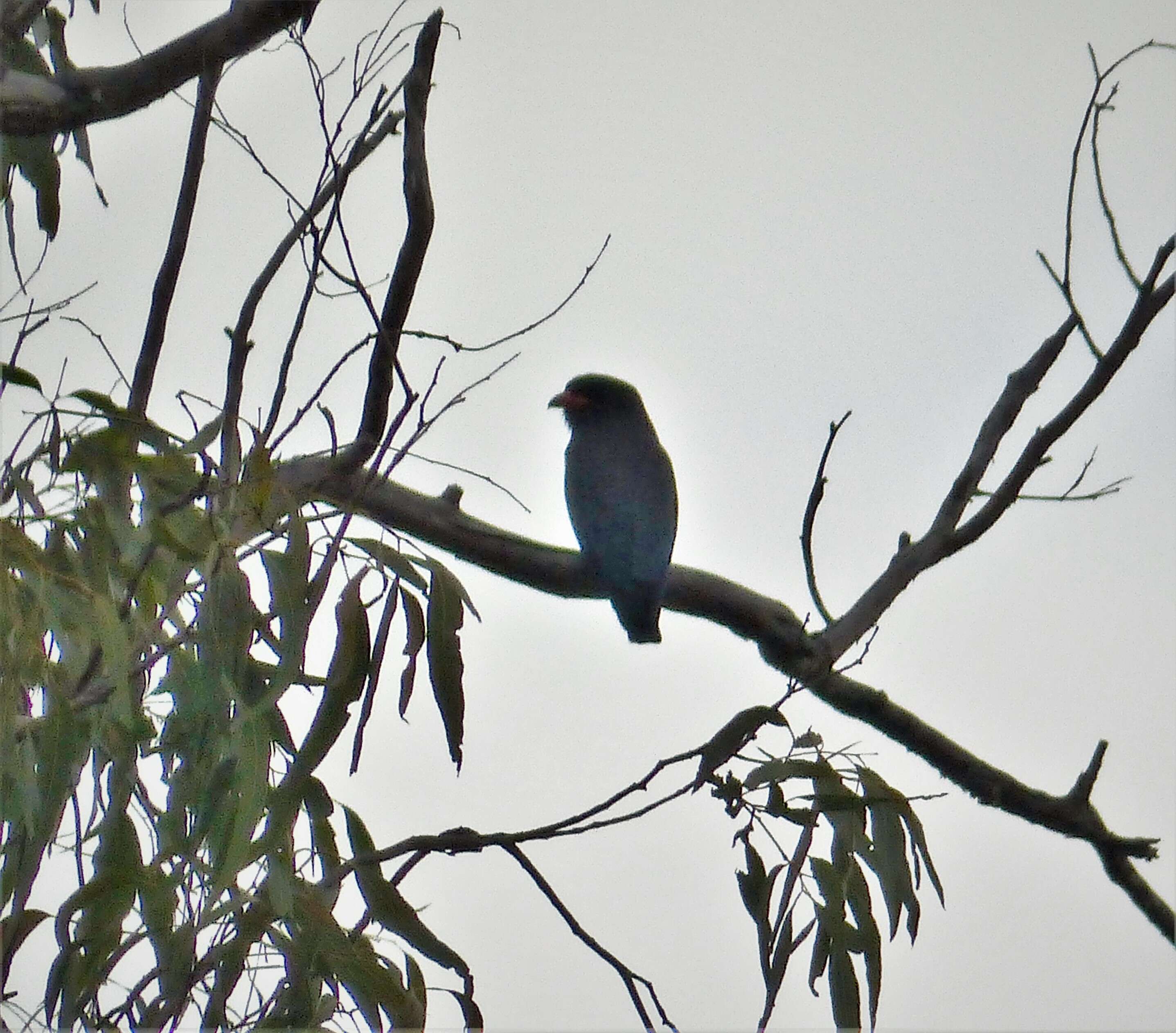 Image of Dollarbird