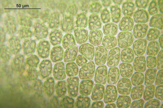 Image of Neoorthocaulis attenuatus (Mart.) L. Söderstr., De Roo & Hedd.