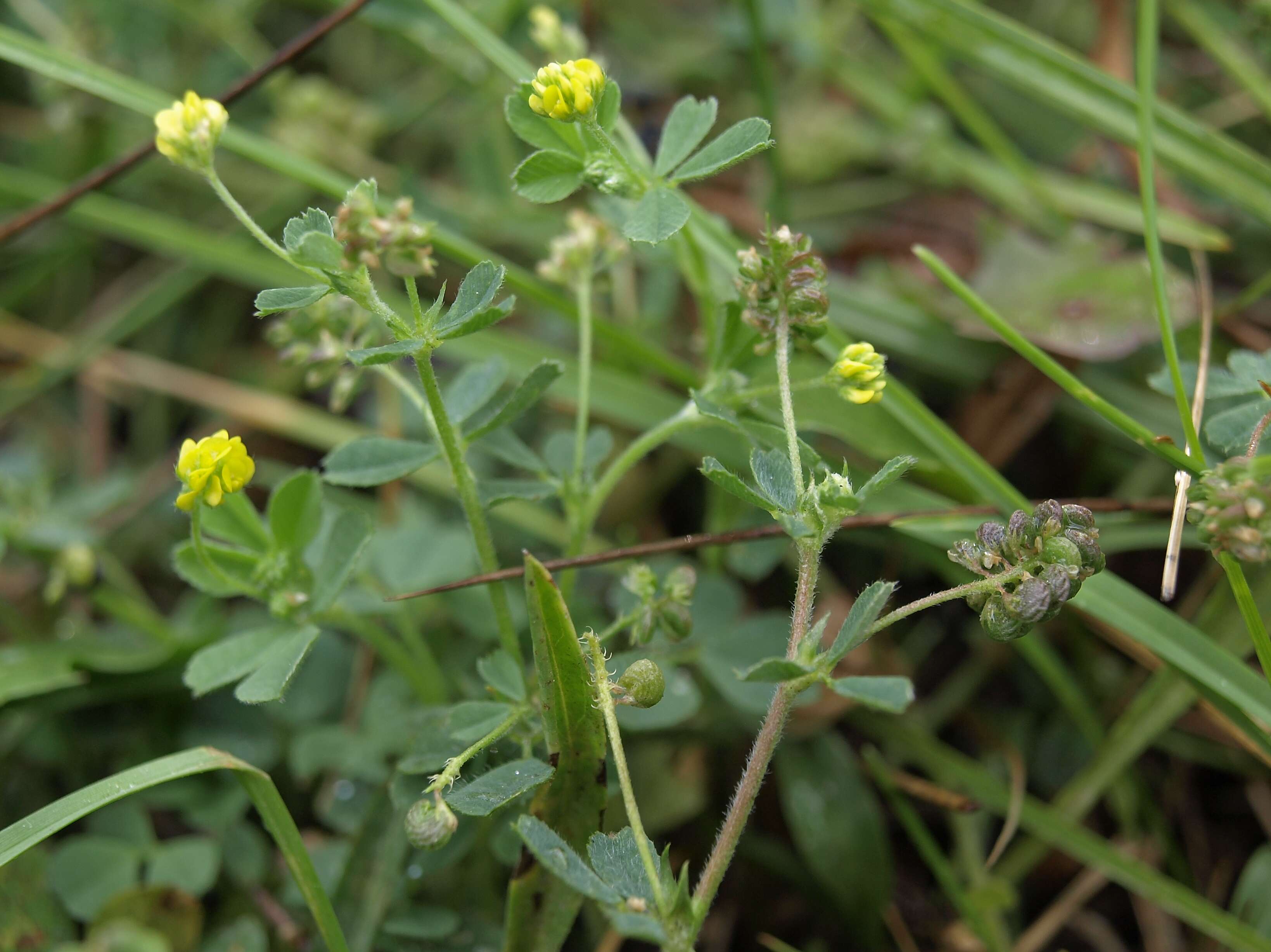 Image of black medick