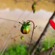 صورة Dahlia coccinea Cav.