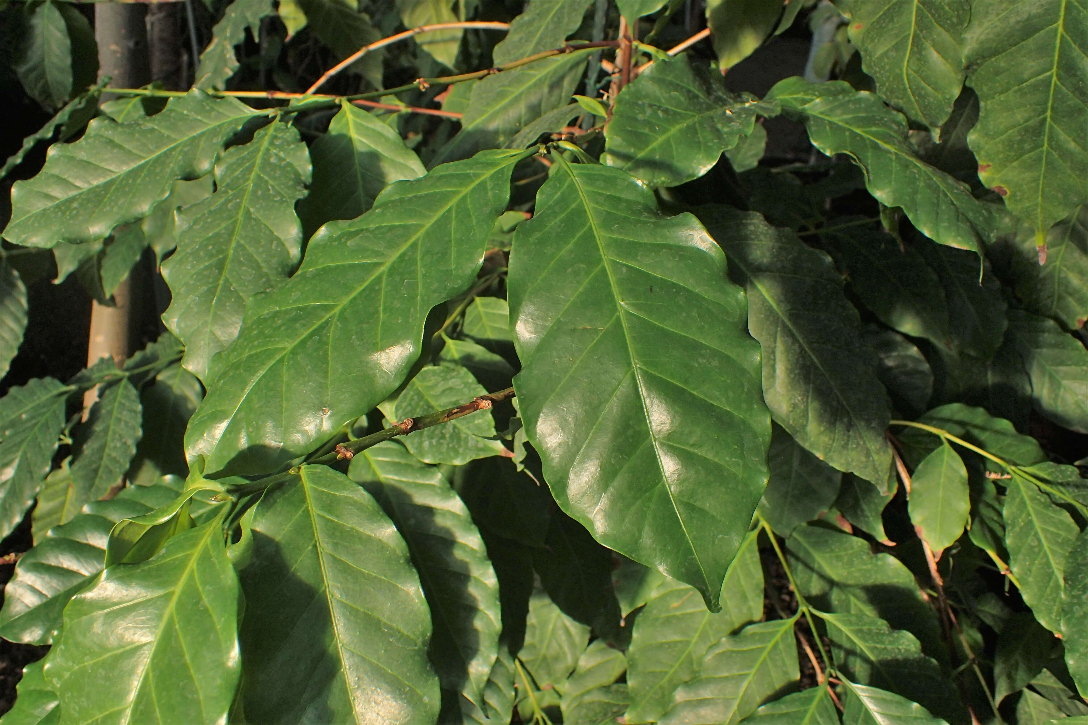 Plancia ëd Coffea stenophylla G. Don