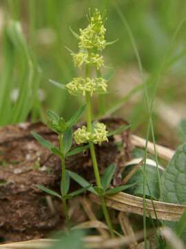 Image of Cruciata glabra (L.) Opiz