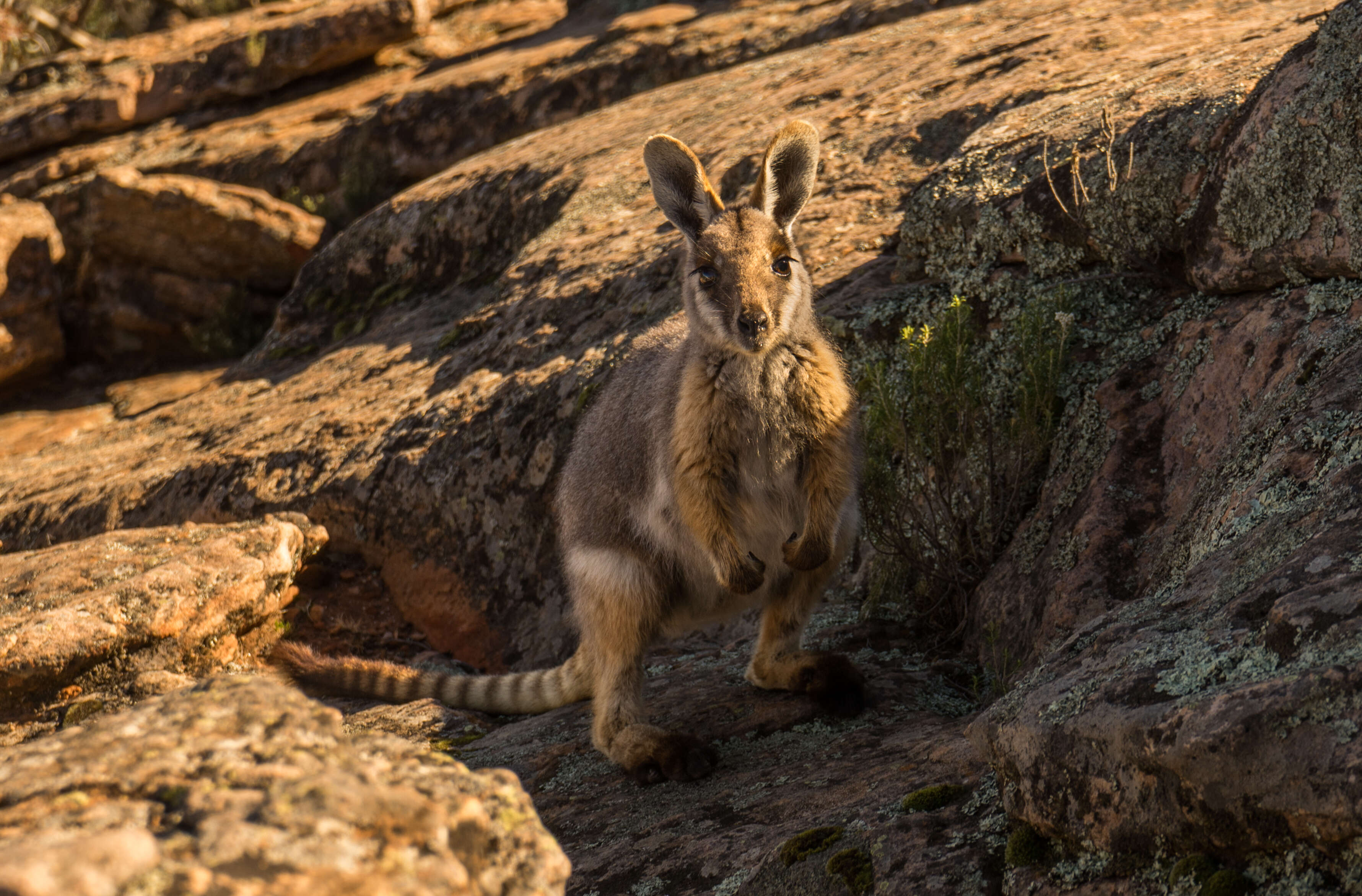 Image of Ring-tailed Rock Wallaby