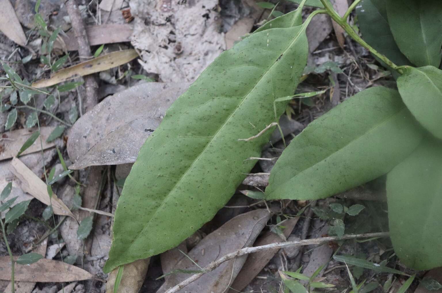 Image de Symplocos cochinchinensis var. stawellii (F. v. Muell.) Nooteboom