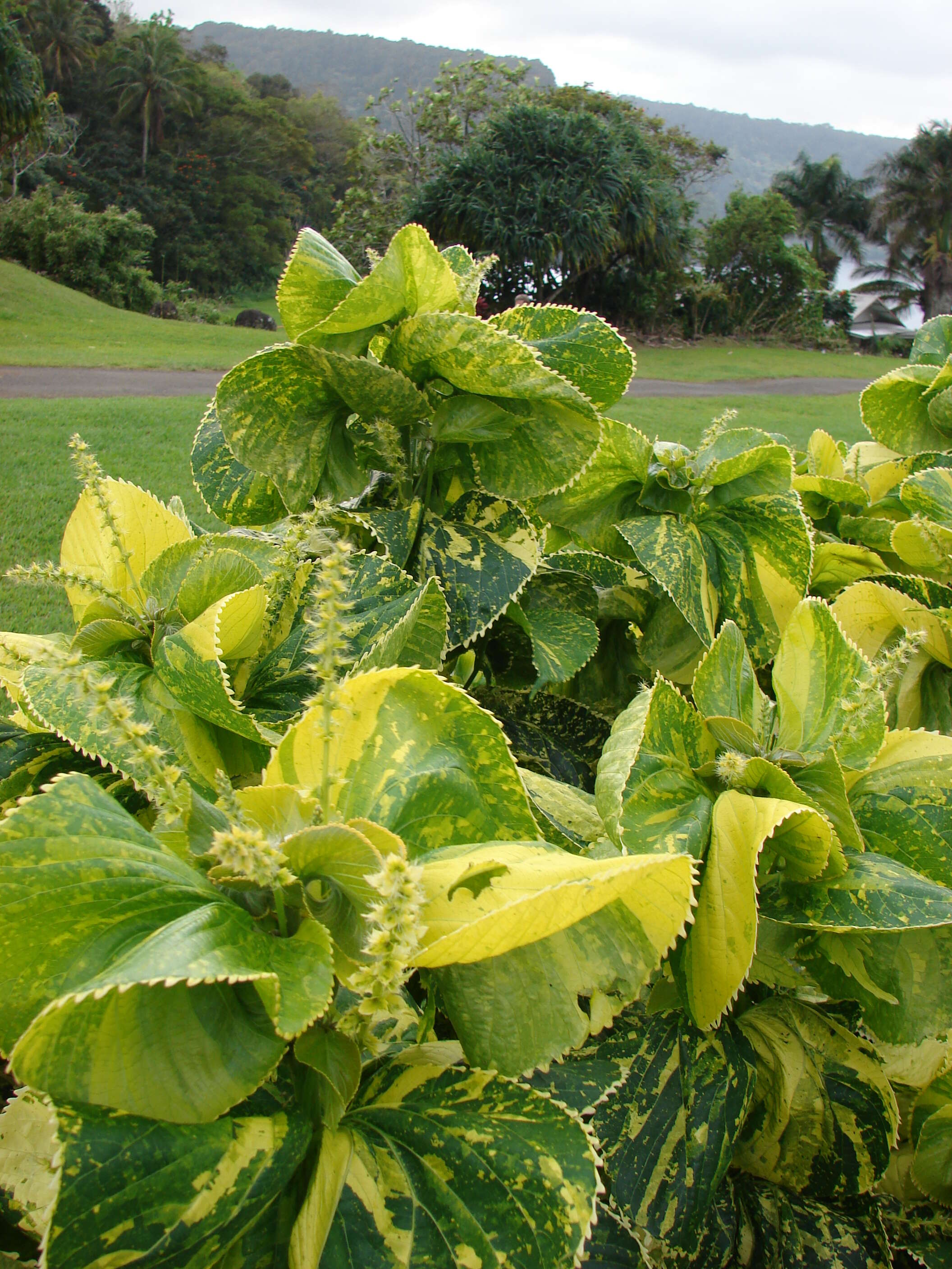 Image de Acalypha wilkesiana Müll. Arg.