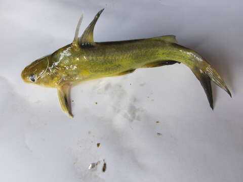 Image of Yellow catfish