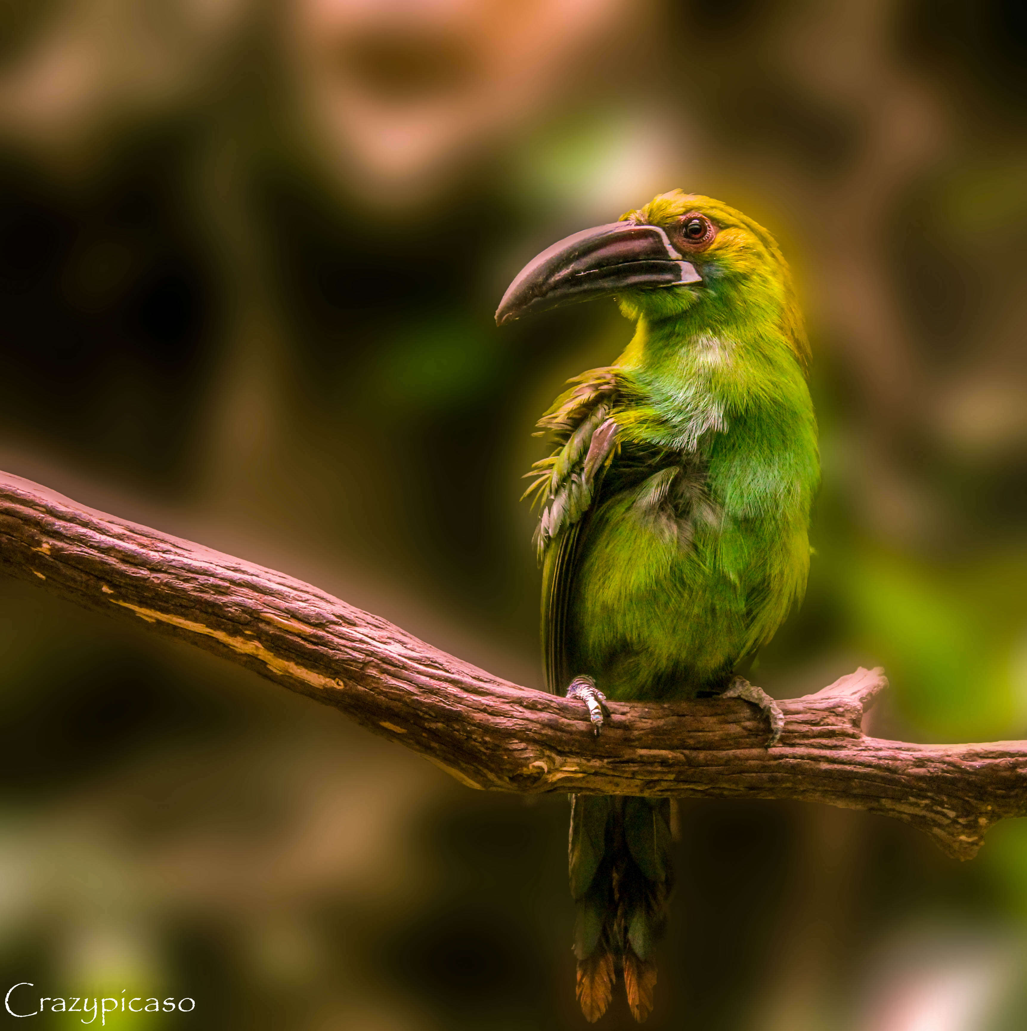 Image of Crimson-rumped Toucanet