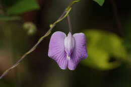 Image of flor de conchitas