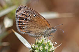 Image of Coenonympha glycerion