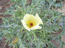 Image of pale Mexican pricklypoppy