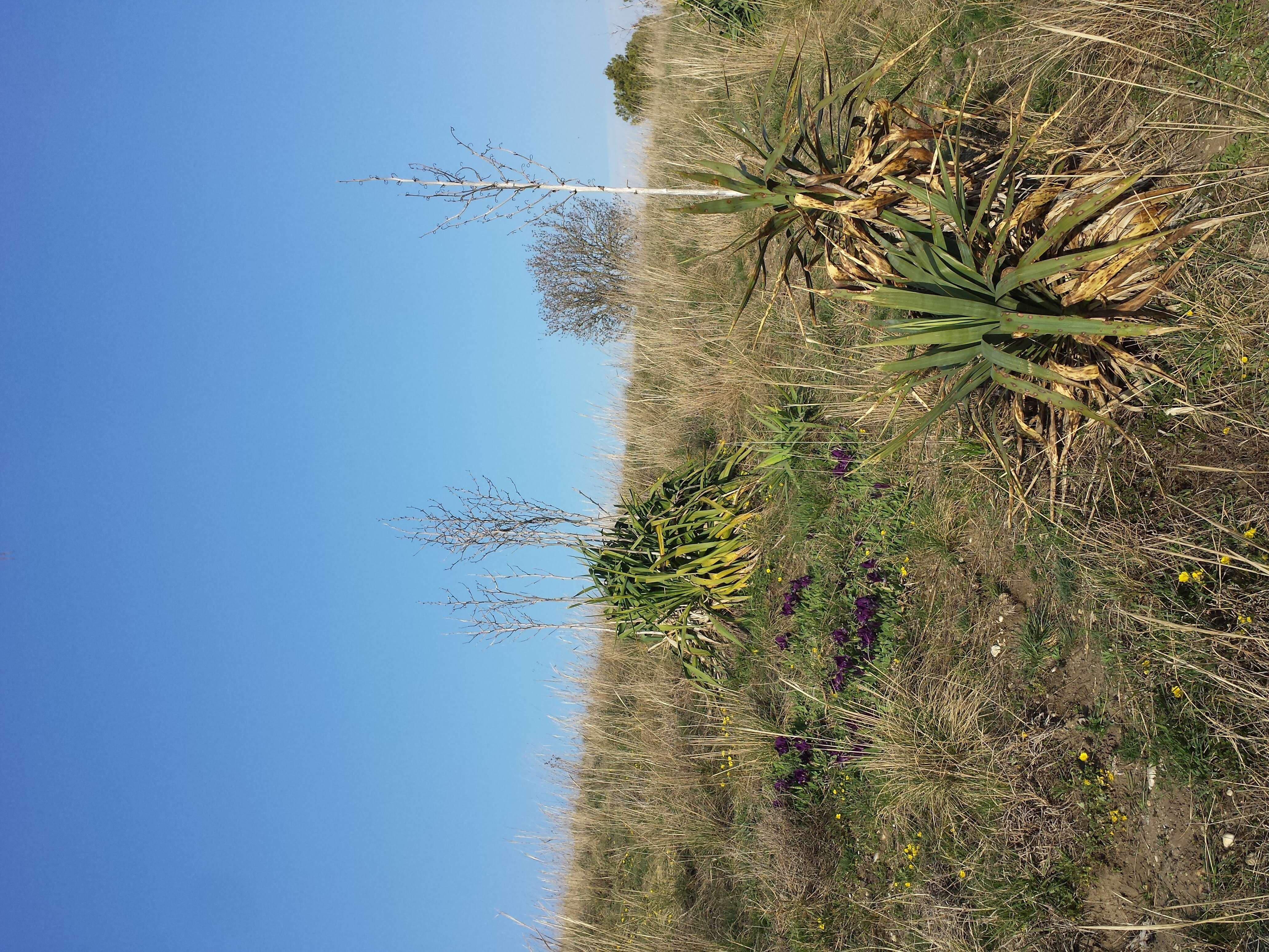 Plancia ëd Iris pumila L.