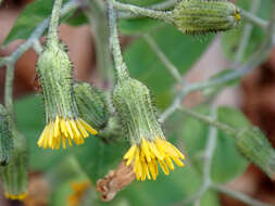 Image of rough hawkweed