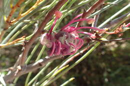 صورة Hakea rhombales F. Müll.