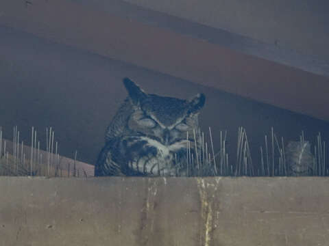 Image of Great Horned Owl