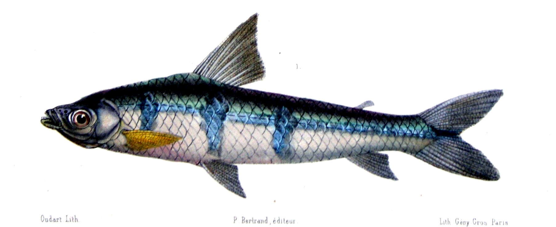 Image of Schizodon