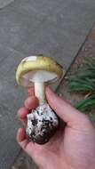 Image of Death cap