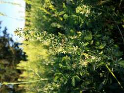 Image of rampion mignonette