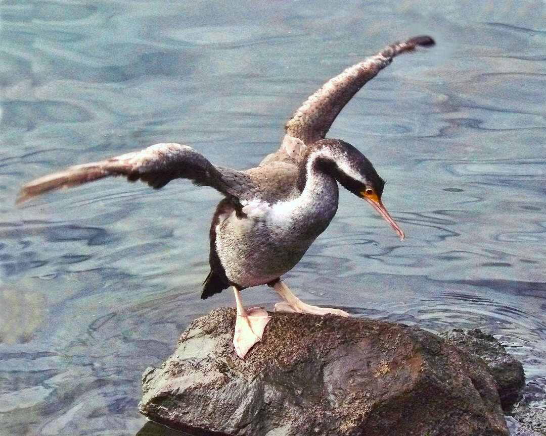 Image of Spotted Shag