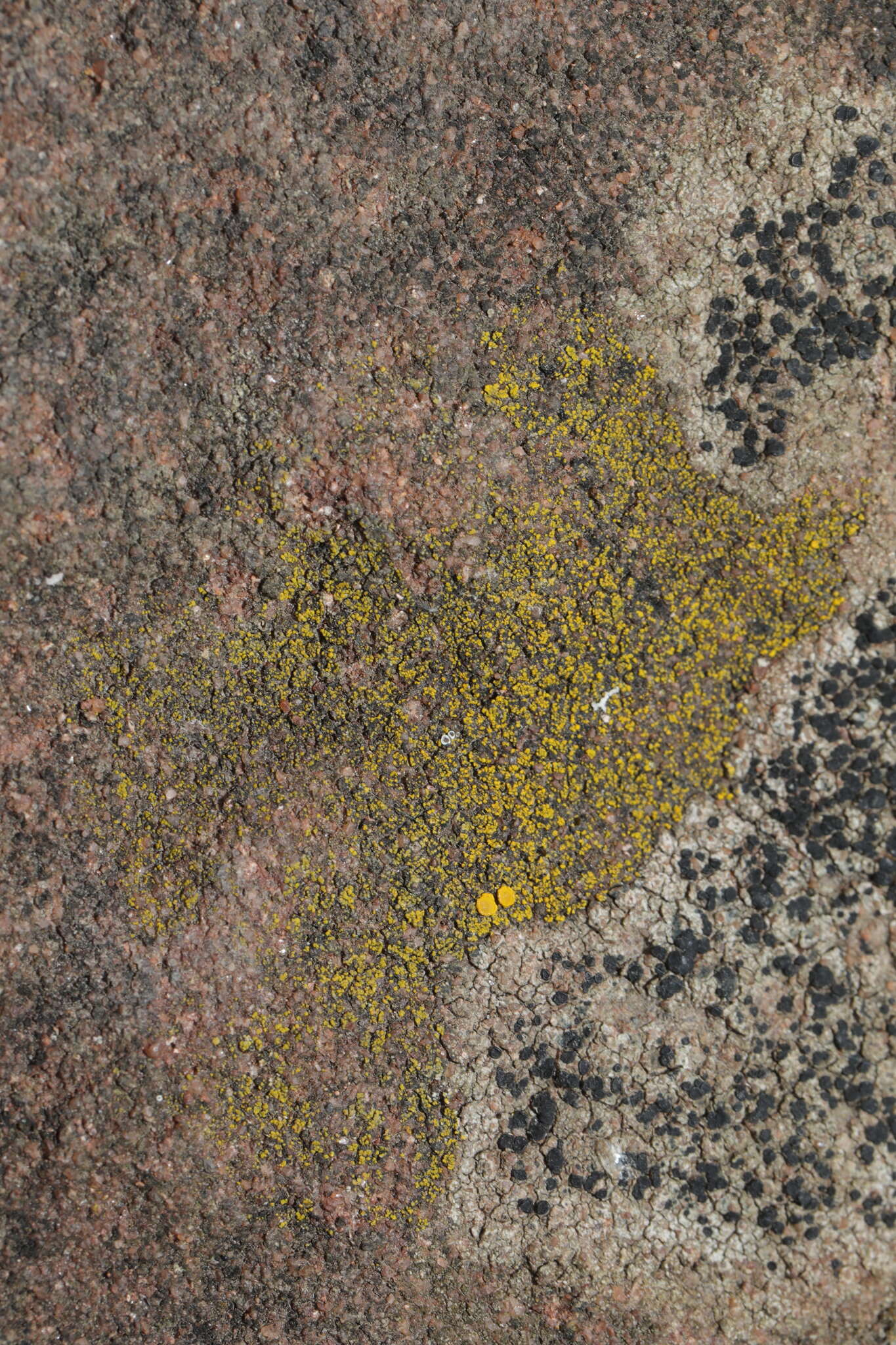 Image of eggyolk lichen