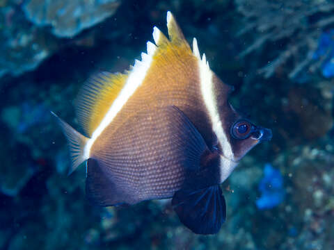 Image of Horned Bannerfish