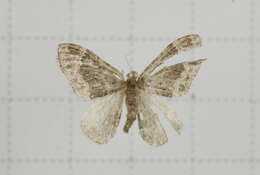 Image of Xanthorhoe saturata Guenée 1857